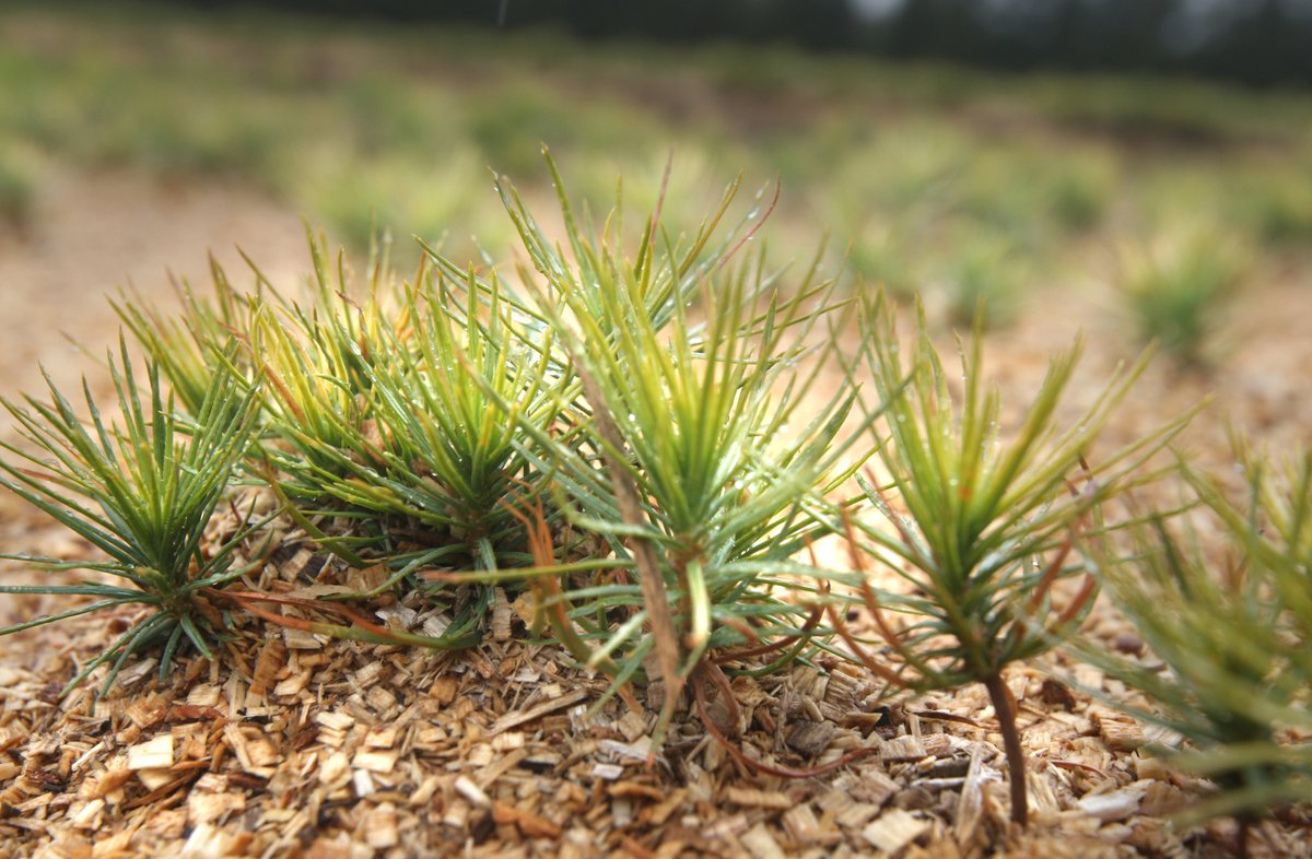 Our 50 Million Tree Program provides more than just financial &amp; technical assistance for tree planting – it enables landowners to increase the value of their land, create wildlife habitat &amp; improve the health of their local environment. Learn more: forestsontario.ca/planting/progr… #50MTP