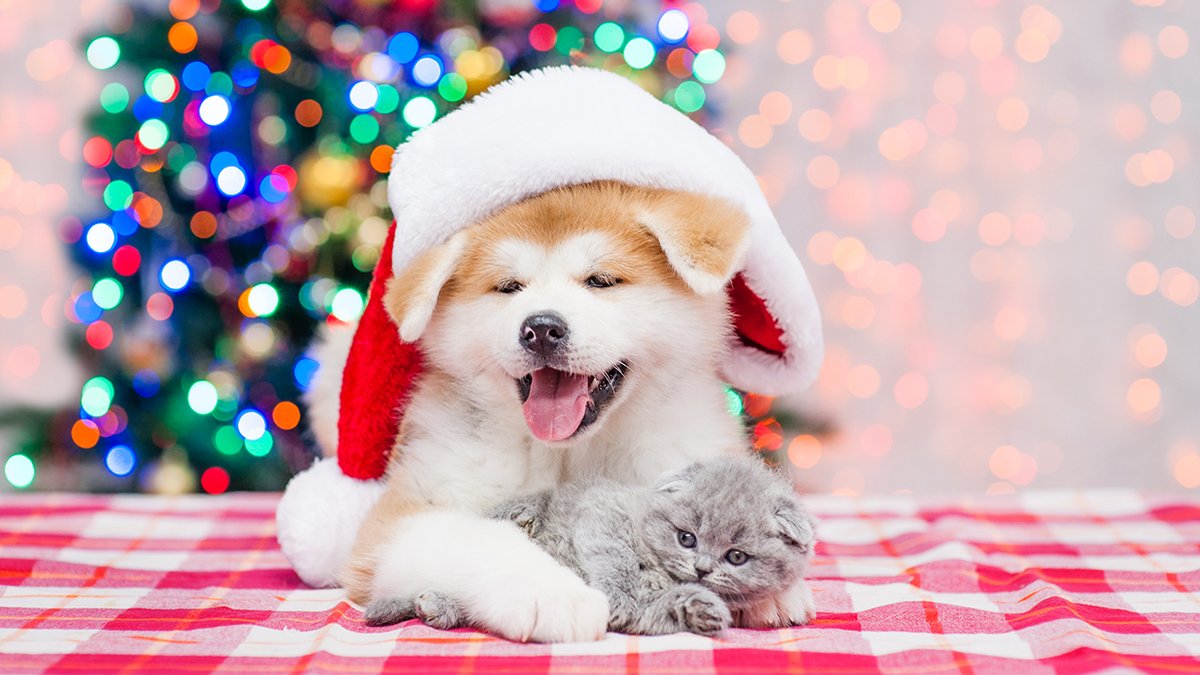 Wishing everyone and their fur-family a safe and #MerryChristmas! 🐶🎄