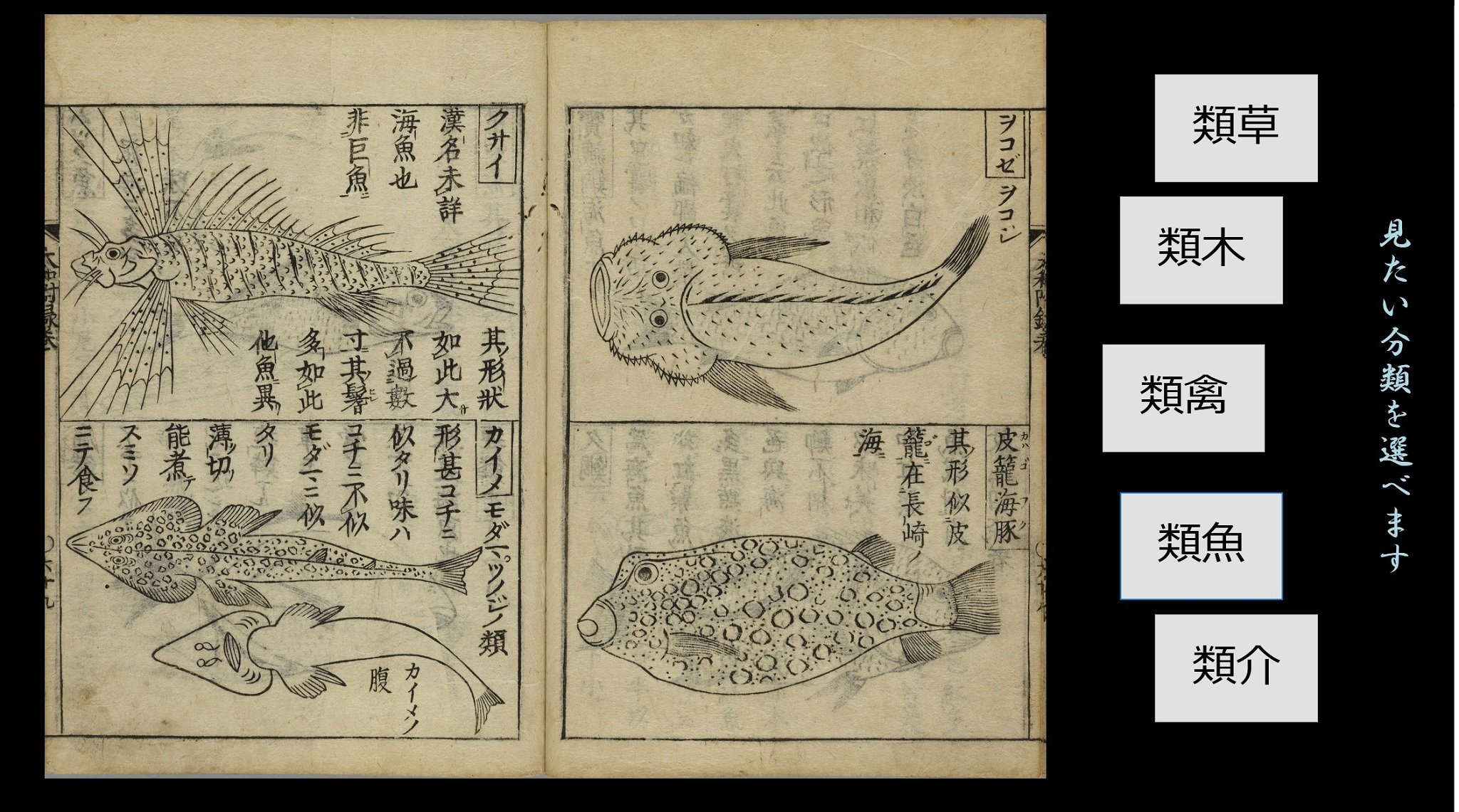 明倫館書店 / 図画和語本草綱目（広益本草大成） 1-23巻揃（10冊）