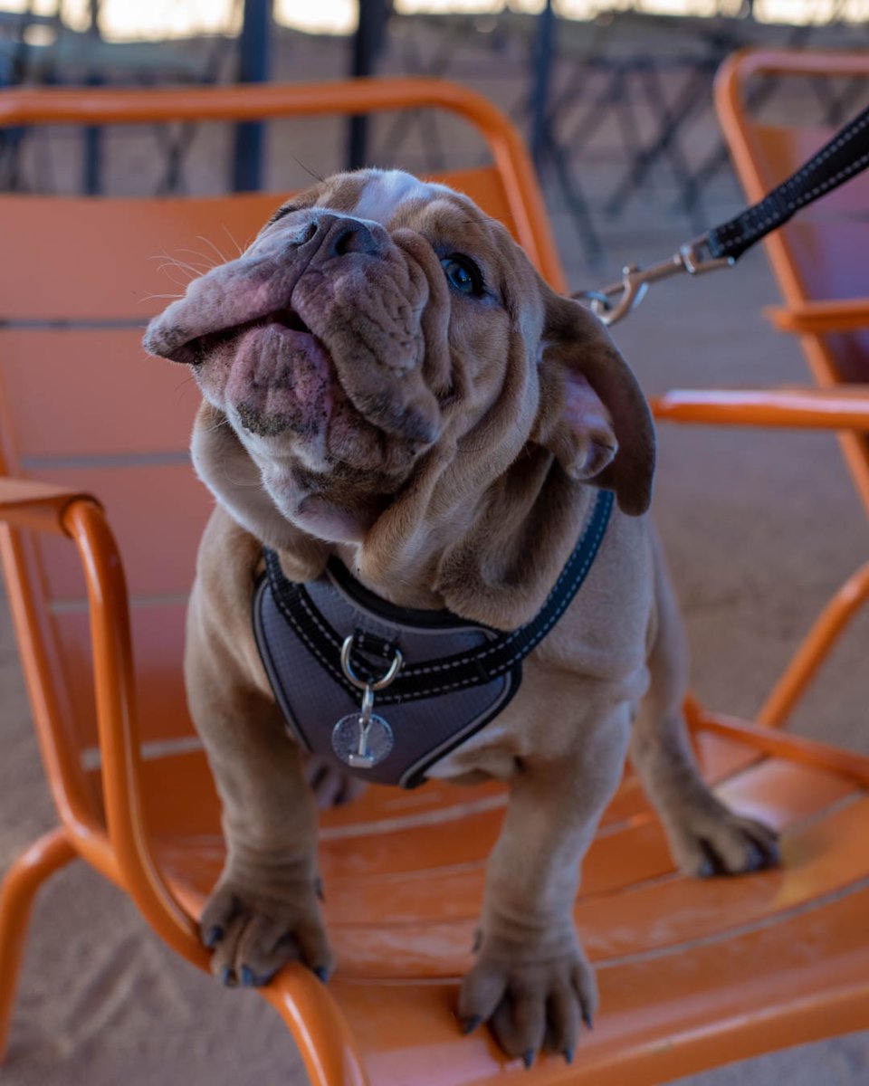 🦃 HOLIDAY HOURS 🦃 This lil' cutie wants to remind you that we will be CLOSED on Thanksgiving (11/28) and OPEN on Friday (11/29) for our Black Friday Blitz! 💫 More details: drinkdrakes.com/event/black-fr…