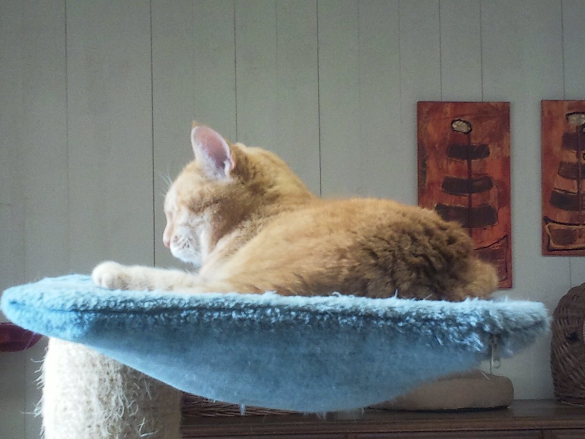 two_red_cats's tweet photo. 🐱🐱
..... der #alteSack @kopfchaos hat uns heute wieder in der pension besucht - wir mögen dies, denn er hat immer lecker #nomnom mit dabei (und ja, wir haben ihn auch ein klein wenig zu wenig).....
🐱🐱
#RothaarigeWeiber #catcontent https://t.co/1HFHmpp9xj