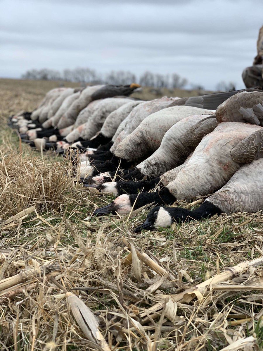 Duck Wild Waterfowl tweet media