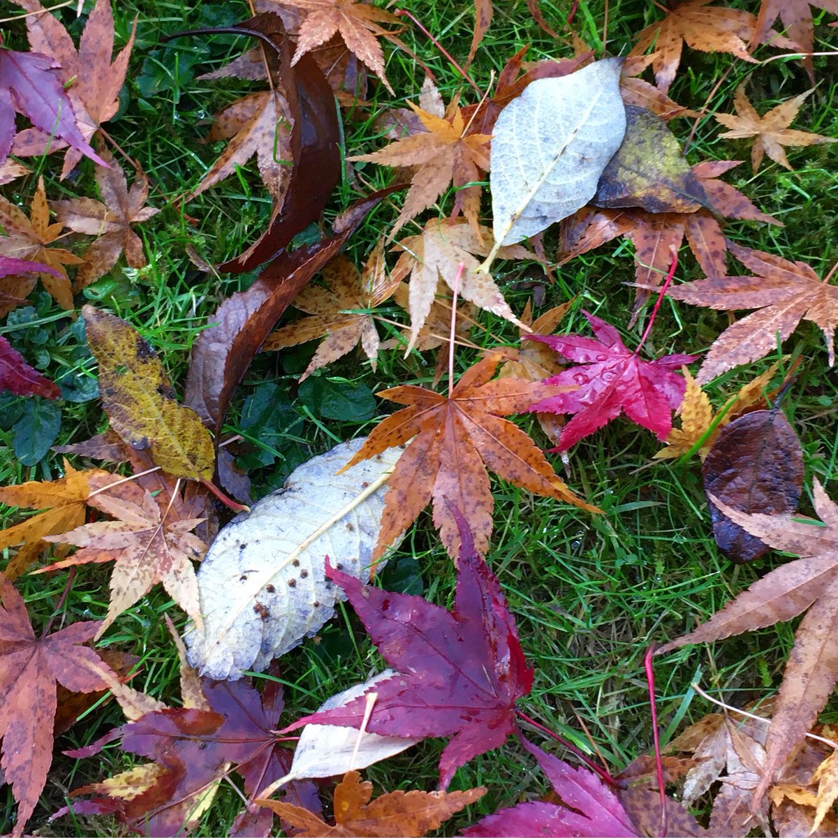 soulsound15's tweet photo. A colour offering to Mother Earth
#prayer #offering #altar #leaves #autumnvibes #fallcolors #lifeeternal #earth #motherearth #motherearthlove #healingtheearth #healingourselves #healingenergy #energyhealing #colourtherapy #newmoon #arthurfindlaycollege #stanstedjall #earthaltar https://t.co/iRXb33gGR3