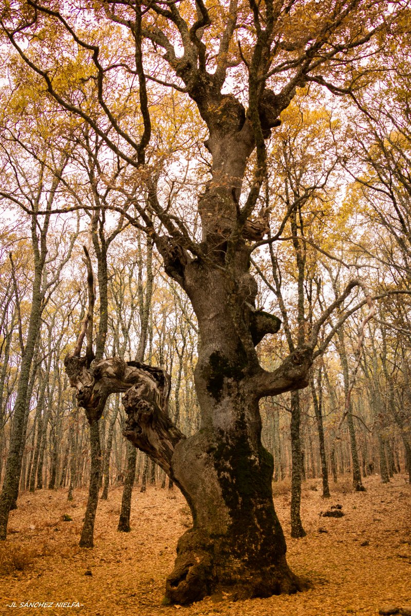 josenielfa1966's tweet image. Noviembre 2019.
Sierra de San Vicente, Toledo.

-"Roble grande " (Quercus pyrenaica).

©JL Sánchez Nielfa.