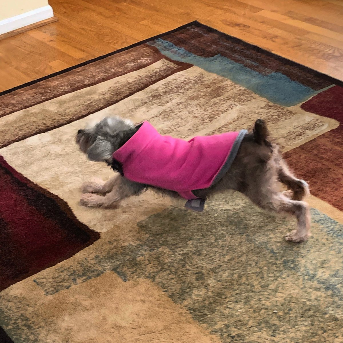 bonbonsandbooks's tweet photo. Doggy yoga lol! 🍂🍁💗
.
.
.
.
#Homesweethome #homeiswheretheheartis #homefinally 💗 #fallfun #ilovefall #cozy #cozyfallday #puremi #michiganders #fentonmi #dogsofinstagram #instadog #cutepets #cutepetclub #dogmom #doglife #doggone 🐶 https://t.co/4maVnlaHE0