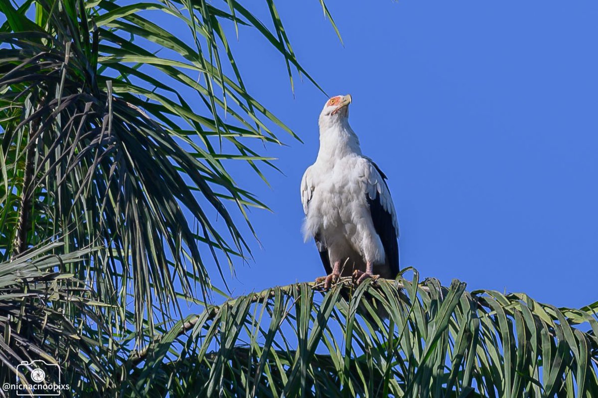 nicnacnoopixs's tweet photo. Palm nut Vulture at Abuko, the only almost vegetarian vulture in The Gambia
#vulture #palmnutvulture #wildlifeofafrica #abuko #gambia #nikonphotography #wildlifeofphotography https://t.co/y1H9ZLaBOU