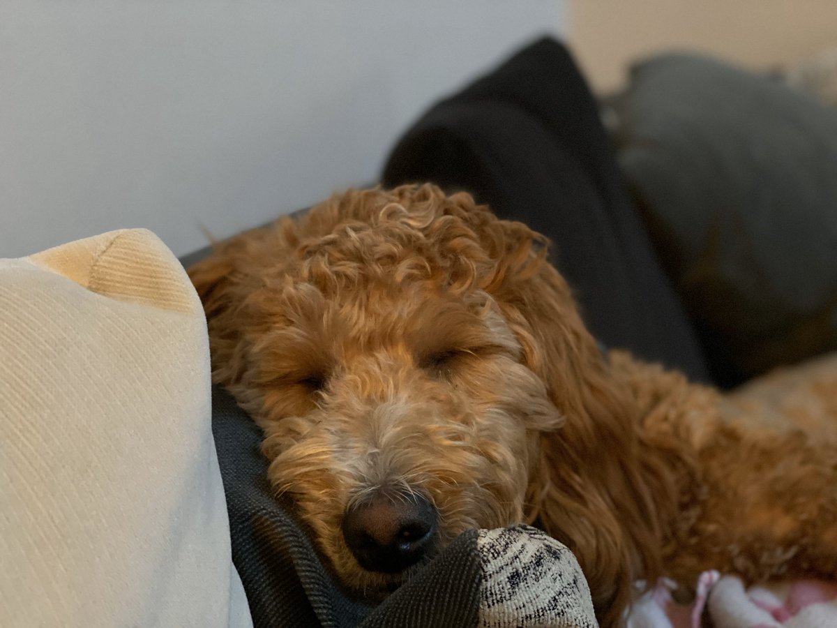careygreg10's tweet photo. Would love to be this cozy once in my life #purechill #afternoonnap https://t.co/uwnUvpA4sn