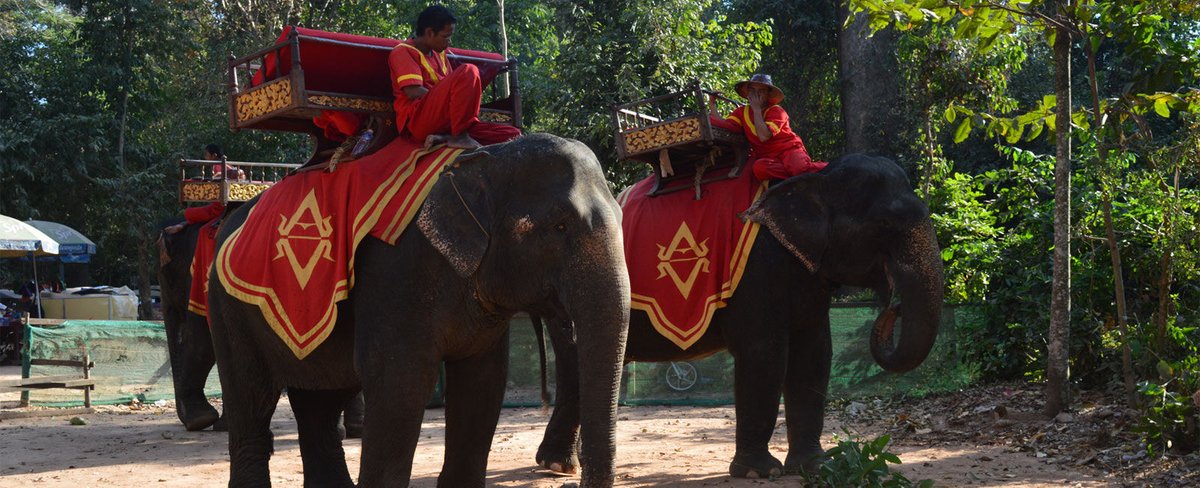 EddyWarman's tweet photo. Debido a la presión de grupos #animalistas, el #gobierno de Camboya anunció que ya no permitirá que las #personas #monten elefantes para trasladarse a #TemplosAntiguos como el de #AngkorWat, para así reintegrarlos a su #ecosistema natural.
Vía Travel + Leisure https://t.co/aQbI4T9idI