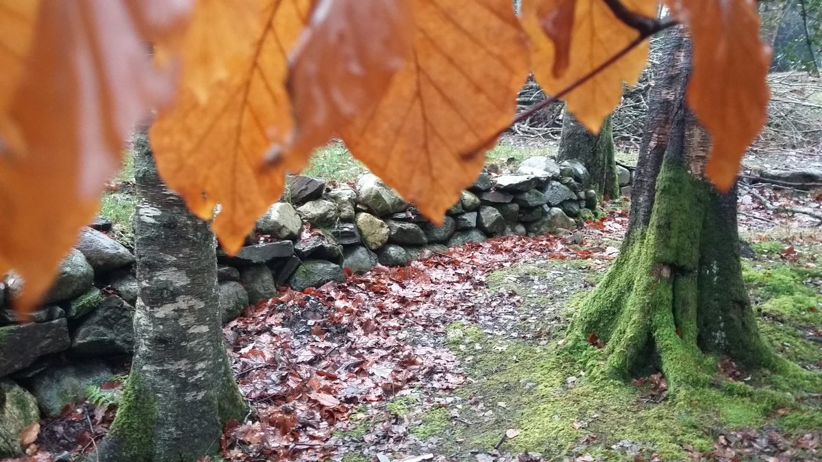 ursulatroche3's tweet photo. on Residency at the Merzbarn with @SimonCBradley, am inspired by the place! #Merzbarn #langdale https://t.co/v4eNyfMCcX