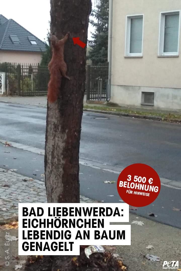 alphadogsnbg's tweet photo. 🐿️ Ein unfassbar grausamer Akt der Tierquälerei ereignete sich letzten Mittwoch in Bad Liebenwerda. Ein vermutlich noch lebendes Eichhörnchen wurde von Unbekannten an einem Baum genagelt.
@PETADeutschland hat eine Belohnung von €3500 für Hinweise zur Überführung ausgerufen! https://t.co/DltArkxwAC
