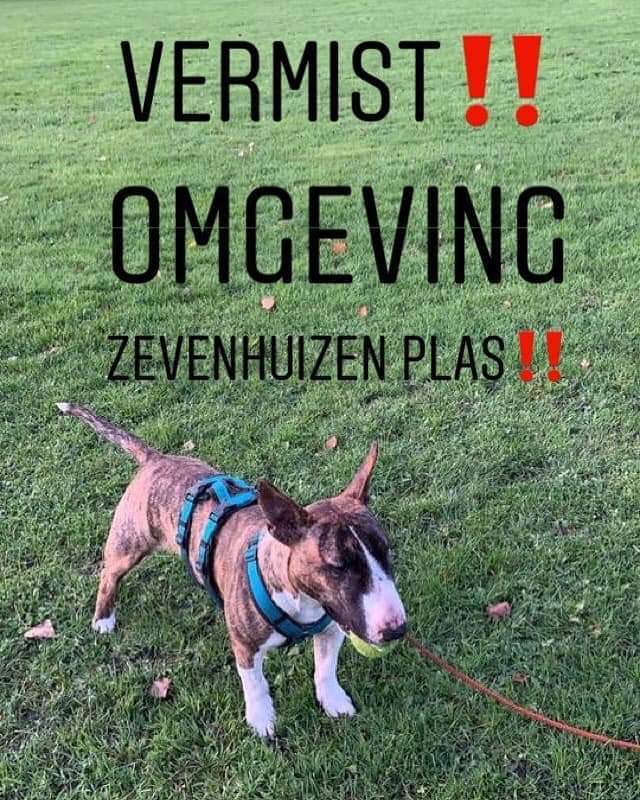 Maandagavond 25 november is deze lieverd bij de zevenhuizenplas ten hoogte van de strandgaper weggelopen, hij ging richting de tennisbanen. Wie oh wie heeft hem gezien, hij heeft een blauw tuigje om en luisterd naar de naam Bandit. Een reutje van 10 maanden.