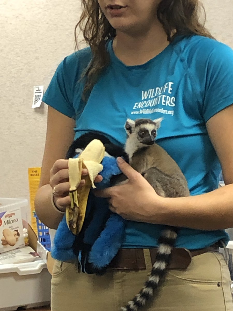 CMasekMPS's tweet photo. Wildlife Encounters! @wheeler_mps https://t.co/4foOncxSTU