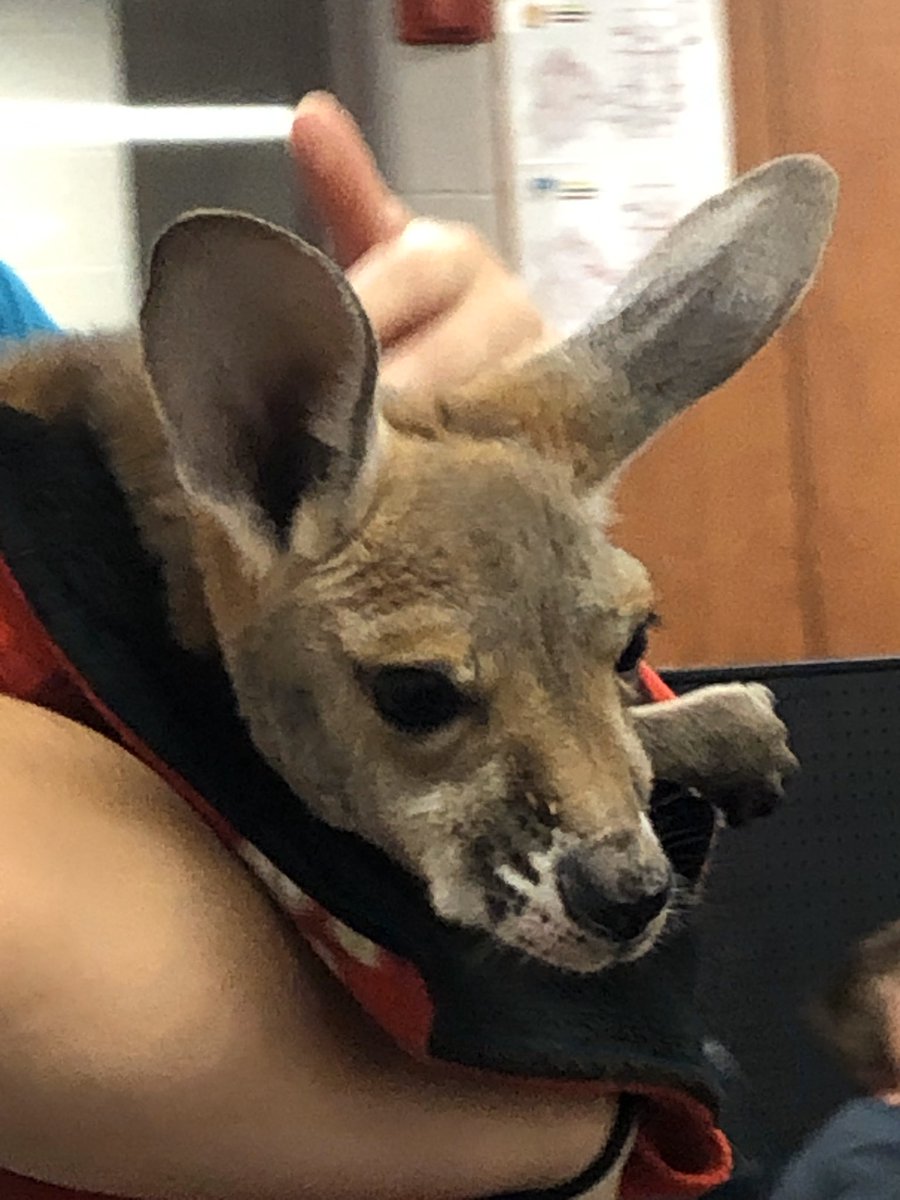 CMasekMPS's tweet photo. Wildlife Encounters! @wheeler_mps https://t.co/4foOncxSTU