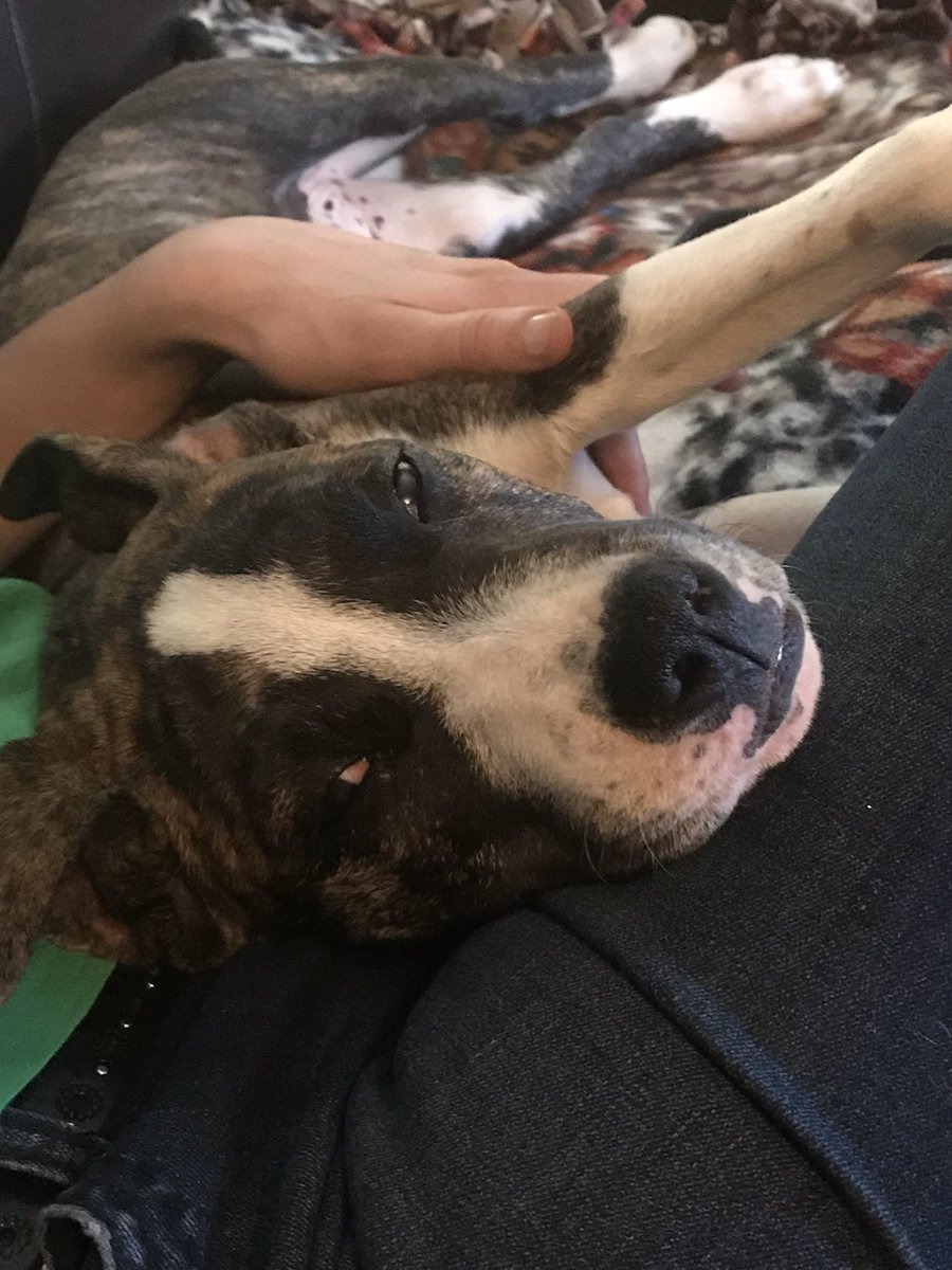Tex_at_WP's tweet photo. @Alyssa_Milano Our sweet, crazy pittie, Inara https://t.co/x7lpZMt5PC