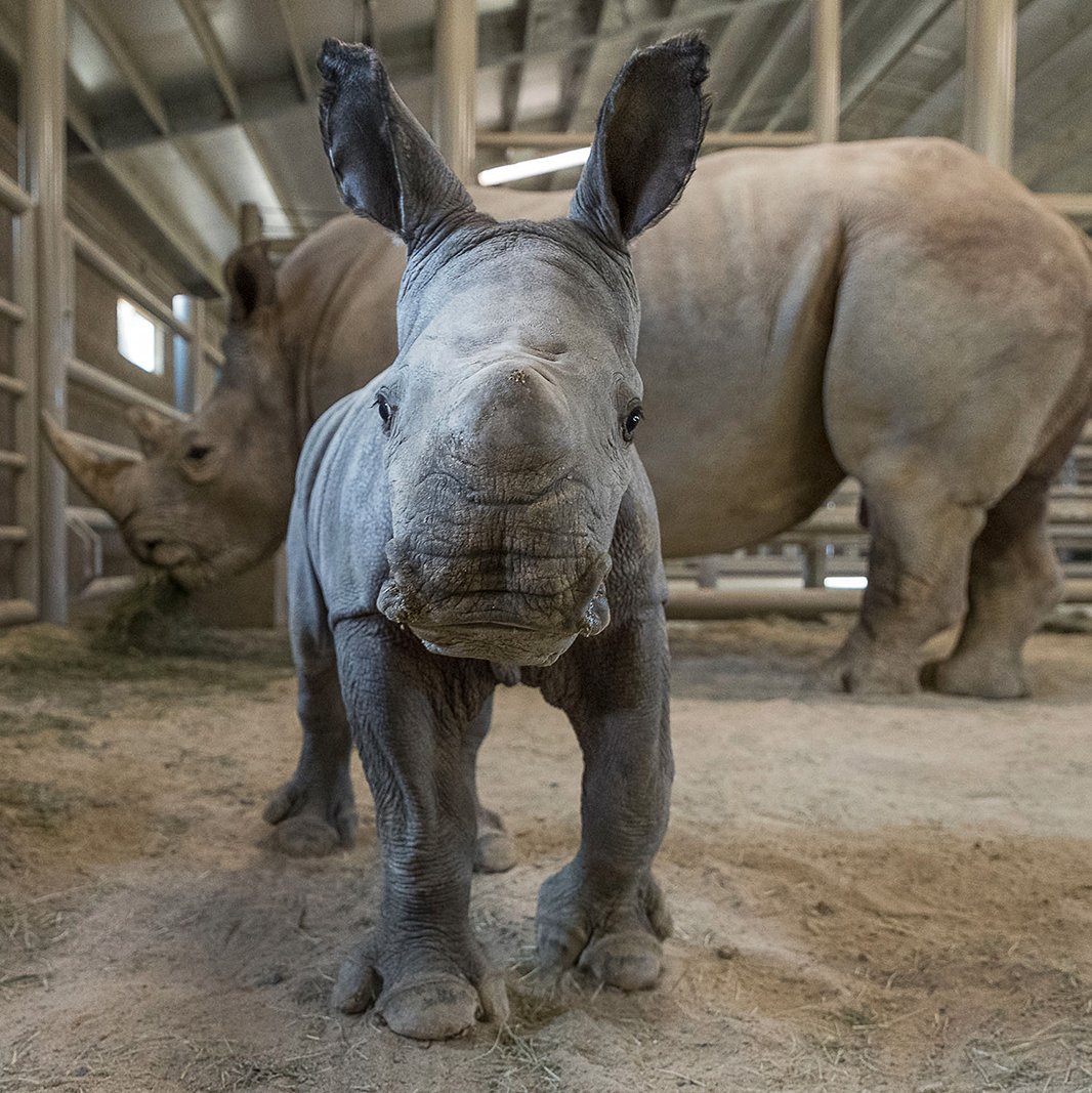 ✅2nd calf born via artificial insemination 
✅100th southern white rhino born here

Thanks for helping us celebrate such important milestones! 🎉🦏

Read the full update on Amani's ray of hope: sdzoo.com/AIRhinoAmani