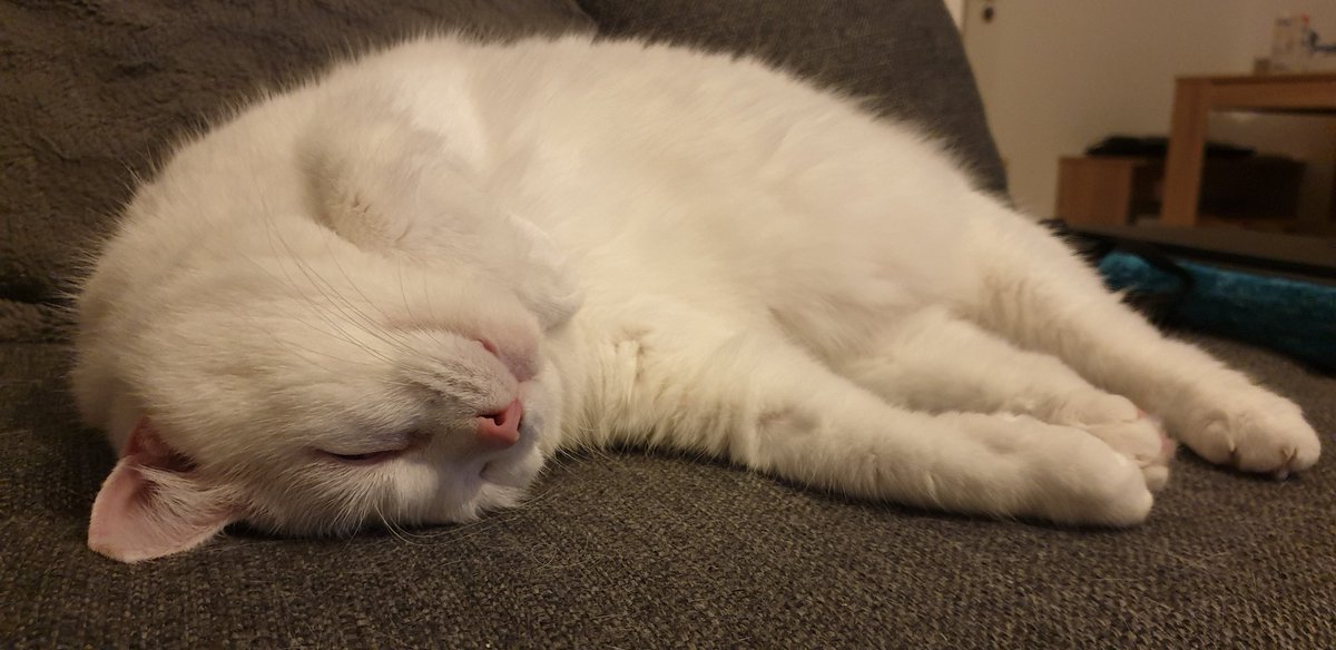 _invisiblue_'s tweet photo. ..eine bessere Darstellung von #behaglich habe ich noch nicht gesehen.
#cats #sofa #baby https://t.co/qNeVQ4TOX8