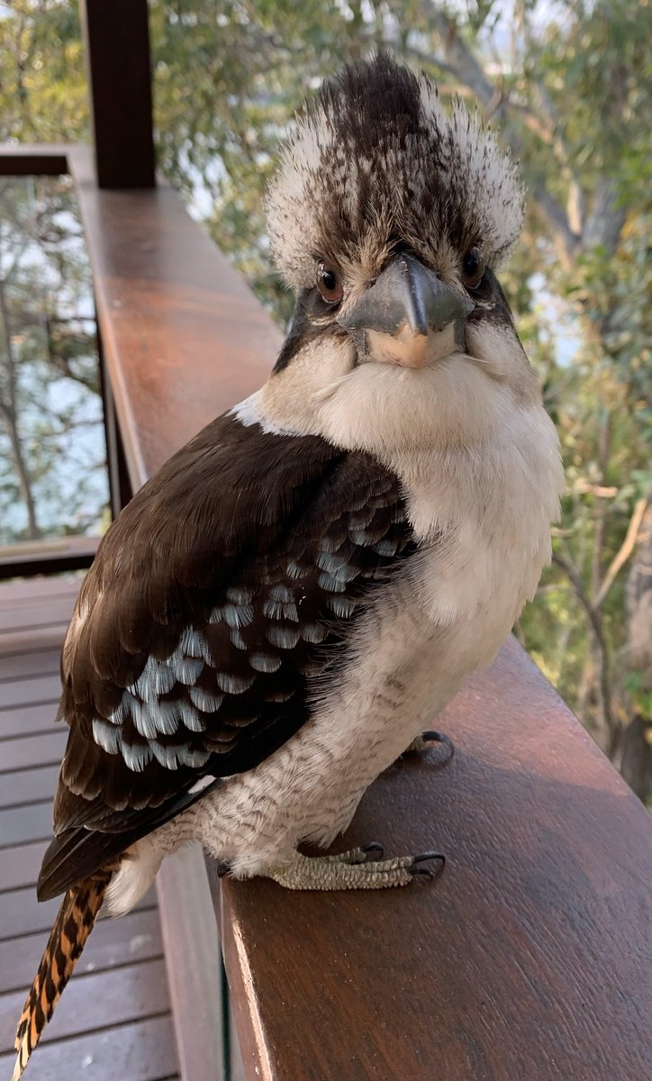 LSGDragon's tweet image. Good morning Australia 🇦🇺 got to love a good Kookaburra pic. This boy is having a bad hair day #kookaburra #goldcoat #burleighheads #LSG