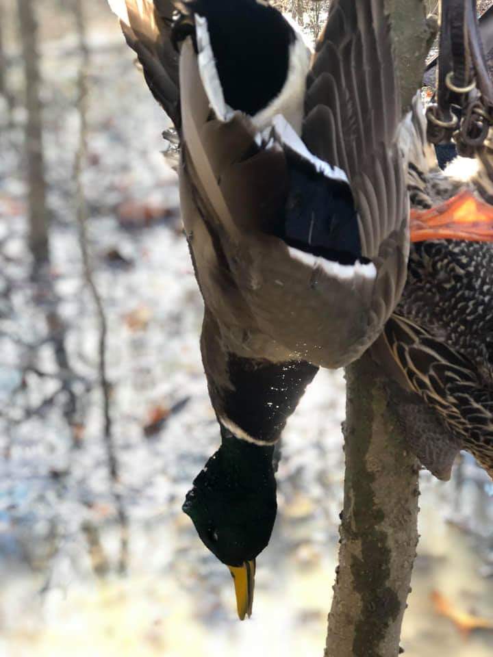 Abryan_17's tweet image. I'm stationed in South Korea, but this is my little brothers kill. #huntsc