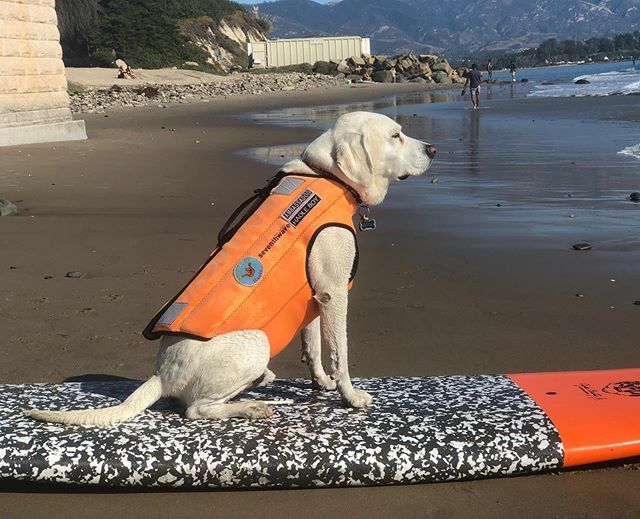 Ever find that place that gives you complete peace? I have.....🧡
Sending out massive love to our friends @nikitalki~🙏🏻
.
.
#curepetcancer #standwithhaole #spreadkindness #love #IGfamily #ambassadog #givethanks #surfdoghaole #grateful ift.tt/34pdJXh
