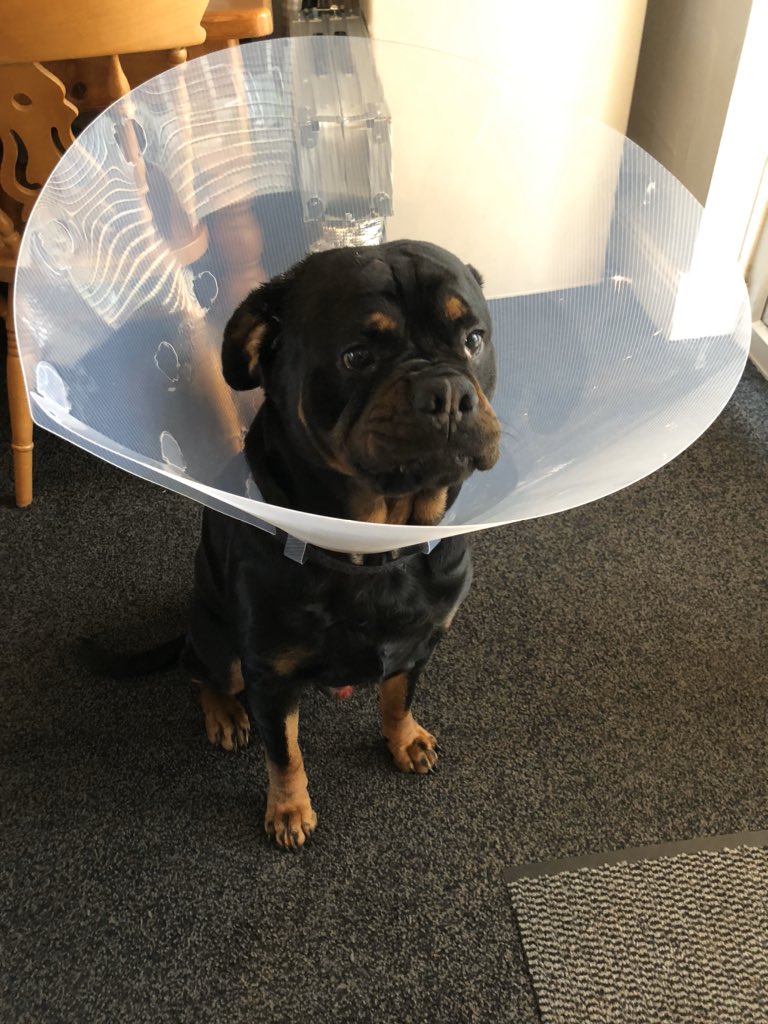 57. He cut his head with his back claw and had to wear a HUGE cone so he couldn’t open the wound anymore and he was absolutely disgusted by this.