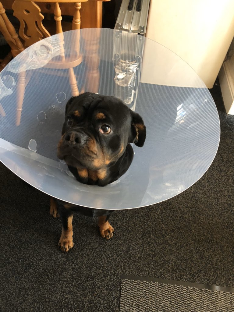 57. He cut his head with his back claw and had to wear a HUGE cone so he couldn’t open the wound anymore and he was absolutely disgusted by this.