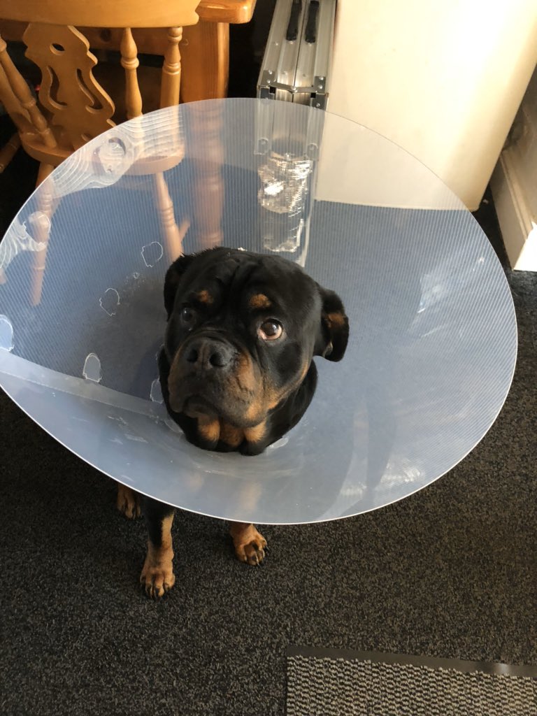 57. He cut his head with his back claw and had to wear a HUGE cone so he couldn’t open the wound anymore and he was absolutely disgusted by this.