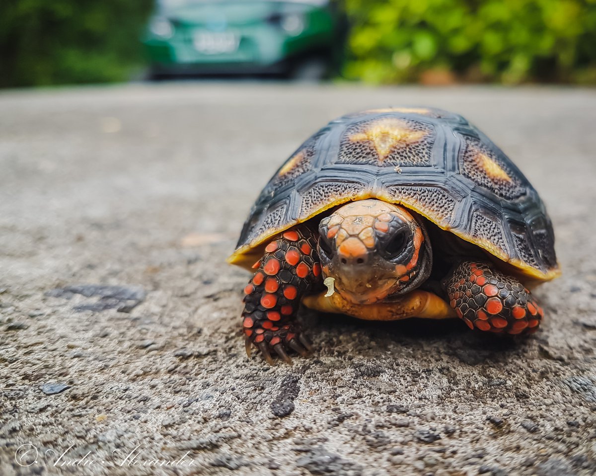 ComputerLab's tweet photo. #TurtleCrushTuesday https://t.co/BirThGLA22