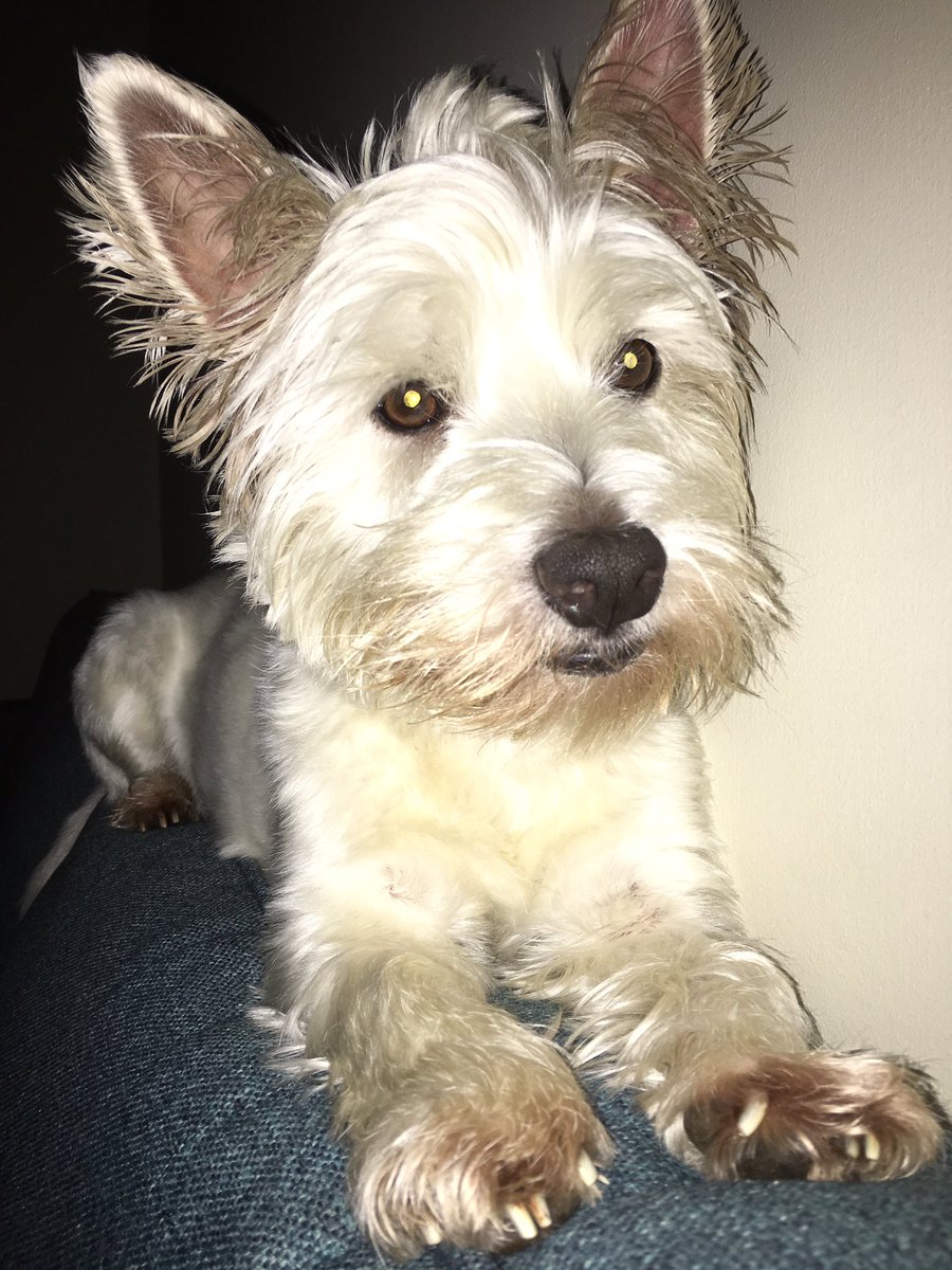 ChewieBebe's tweet image. Chewie: whilst looking at me ears mum notice I have little skin folds on edge &amp;amp; got worried but checked Bebe ears &amp;amp; she has it too. She google it. It normal &amp;amp; got name, “Henry’s pockets”...hehe xx #LearntSomethingNew #westieears #ears