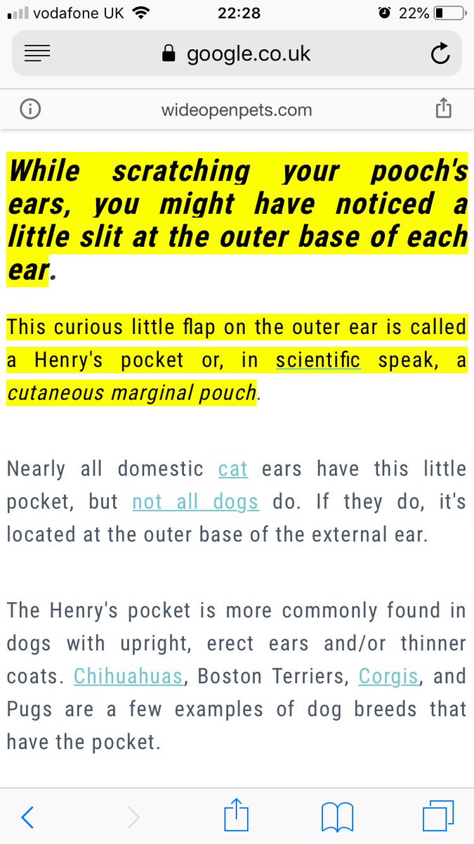 ChewieBebe's tweet image. Chewie: whilst looking at me ears mum notice I have little skin folds on edge &amp;amp; got worried but checked Bebe ears &amp;amp; she has it too. She google it. It normal &amp;amp; got name, “Henry’s pockets”...hehe xx #LearntSomethingNew #westieears #ears