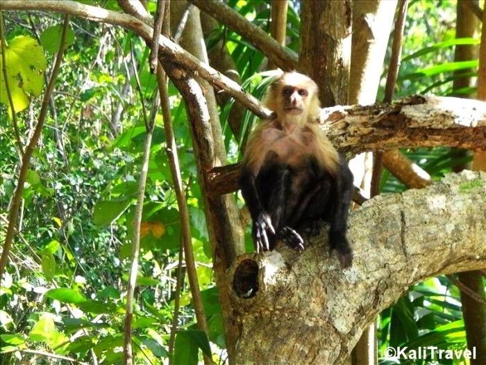 KaliTravel's tweet photo. @GreenMochila @Touchse @ThemTrips @TrippingTourist @HHLifestyleTrav @TravelingNess @Abfabtravels @RickGriffin @CharlesMcCool @pubclub @CourseCharted @suziday123 @LoriMoreno @SouthernerSays @always5star @perthtravelers @SonjaSwissLife @ExploreFamily @TrippaTrips @LGSomewhereMcK @GuessWhereIWent @2dancingpandas @AOAOxymoron @MattsRoadTrip @eatlivestay @GalsWander @thezeelog @DoroLef @Kasiawrites @Giselleinmotion @carpediemeire @TravelBugsWorld @GoodLifeWithIQ @PagePlacePlate @CZeniths @TooMuchToSee1 @fivepax @thegreyhoundch1 @hidden_coconut #TopThemes thinking about Costa Rica today #TopParks coast to coast:
1. Cahuita - Caribbean Coast
2. Tortuguero waterways
3. Monteverde cloud forest
4. Marina Ballena - Pacific Ocean https://t.co/51X7quKZBG
