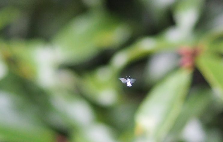 洛北の空をちらほらと雪虫が舞っていた 綿毛を纏って翔ぶこの昆虫は アブラムシの仲 日高トモキチ 通常運転中のイラスト