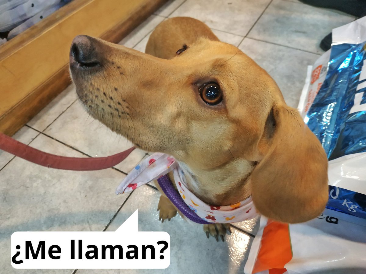 stylopets's tweet photo. ¿Me llaman? ¿Eso se come? ¿Ese juguete es para mí? Estás son algunas de las preguntas que se hacía Mila en su visita a @stylopets 🐶

Ven y visítanos tu también 😃 En Stylopets encontraras de todo para tu mascota 🐾 Traela contigo para que ambos se diviértan juntos 😊 https://t.co/KGnJvFZPj3