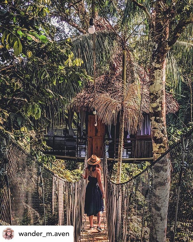 treehouse_lodge's tweet image. Posted @withrepost • @wander_m.aven The Treehouse Lodge created such a magical place 😍Each treehouse was unique in its design. Some had bridges leading right up to them, and others had patios below with a stairway up to the threehouse. We stayed in one about 75 feet above th…
