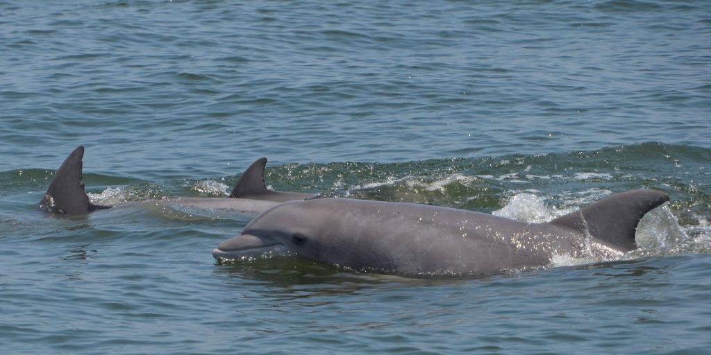 🦃 TowBoatUS Gives Back 🦃 <a href="/TowBoatUSkn/">TowBoatU.S. Kent Narrows & Knapps Narrows</a> helps <a href="/ShoreRivers/">ShoreRivers</a> with water quality testing to gauge the health of the Chesapeake tributaries! They also help scientists from Chesapeake Dolphin Watch to measure noise with a hydrophone to study its effects on marine mammals in the bay!
