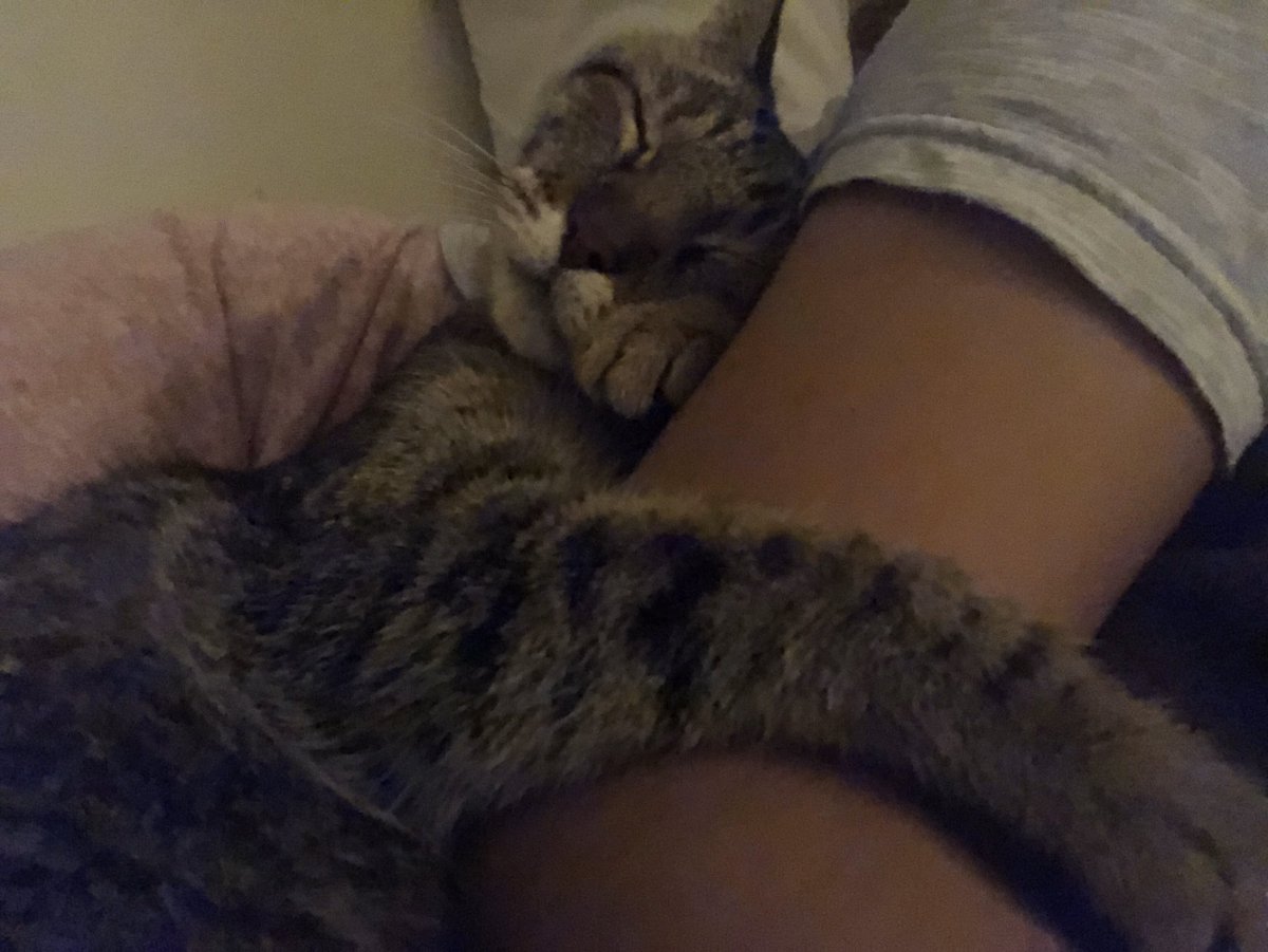 solbarradas's tweet photo. Yo solo pasé afuera de una veterinaria y la vi en una cajita. Ya tiene 12 años conmigo y es mi mejor amiga @gatitos_qctd https://t.co/8Lhb1clXVp