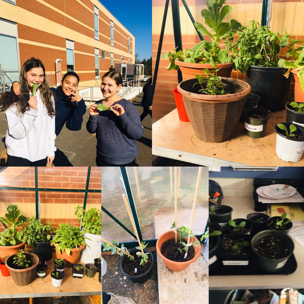 The safest Romaine lettuce today is lettuce we grew ourselves. Thank you PTO and <a href="/crossfitmontco/">CrossFit MontCo</a> for the donation of pots and potting soil. It was a beautiful day to be out in the Greenhouse. <a href="/centennial_ef/">Centennial Courts E & F</a> @Klinger_MS
