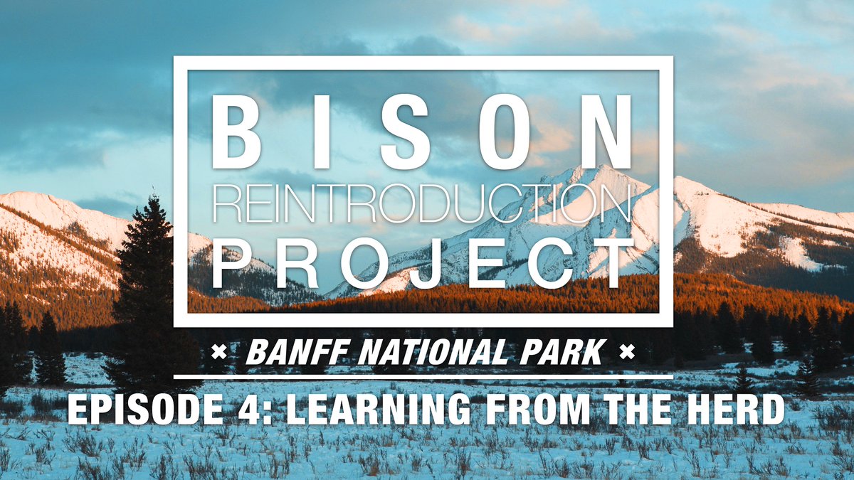 ParksCanada's tweet photo. It’s #Bison Tuesday! 🙌 Trust us, it’s a thing... To celebrate, check out the next chapter in our Bison Reintroduction series. 🎥 Now presenting Episode 4: Learning from the Herd ➡ https://t.co/xhuqlxLp0T #BanffBison @BanffNP https://t.co/b9G1pVTSTD