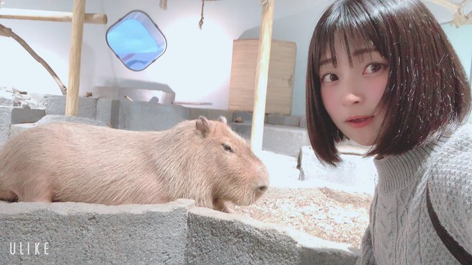コスプレイヤーやよっぺ。のTwitter画像34