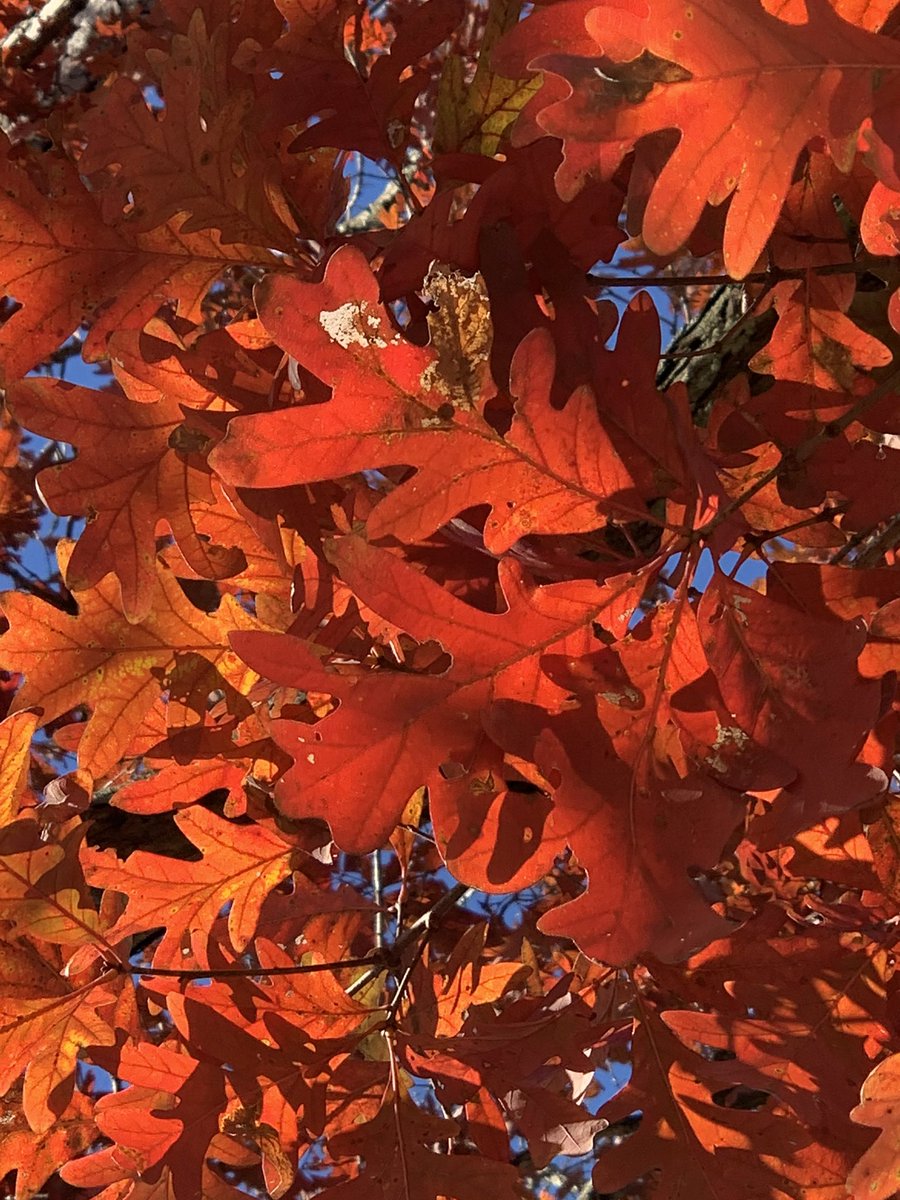 DragonflyeDream's tweet photo. @SamChampion Today was a beautiful day....sun was out...slight breeze... I took this one while I was at work... Still think you should visit Virginia.... 🤓 https://t.co/1ZrE6pWDAT