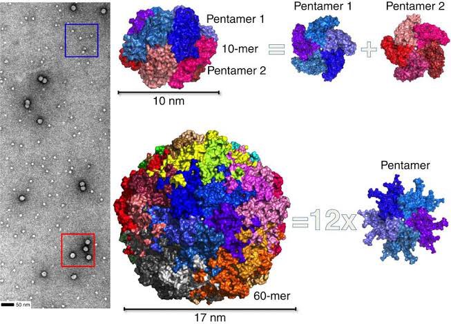 Helbig Lab (@helbiglab) on Twitter photo If you’re interested in a PhD scholarship at the intersection of molecular virology and structural biology, have a chat to <a href="/SubirSarker3/">Sarker Lab</a> about a new opening! latrobe.edu.au/scholarships/p… #virus <a href="/AusVirologySoc/">Aust'asian Virology</a> <a href="/LTUresearchers/">La Trobe Researchers</a> If you’re interested in a PhD scholarship at the intersection of molecular virology and structural biology, have a chat to <a href="/SubirSarker3/">Sarker Lab</a> about a new opening! latrobe.edu.au/scholarships/p… #virus <a href="/AusVirologySoc/">Aust'asian Virology</a> <a href="/LTUresearchers/">La Trobe Researchers</a>