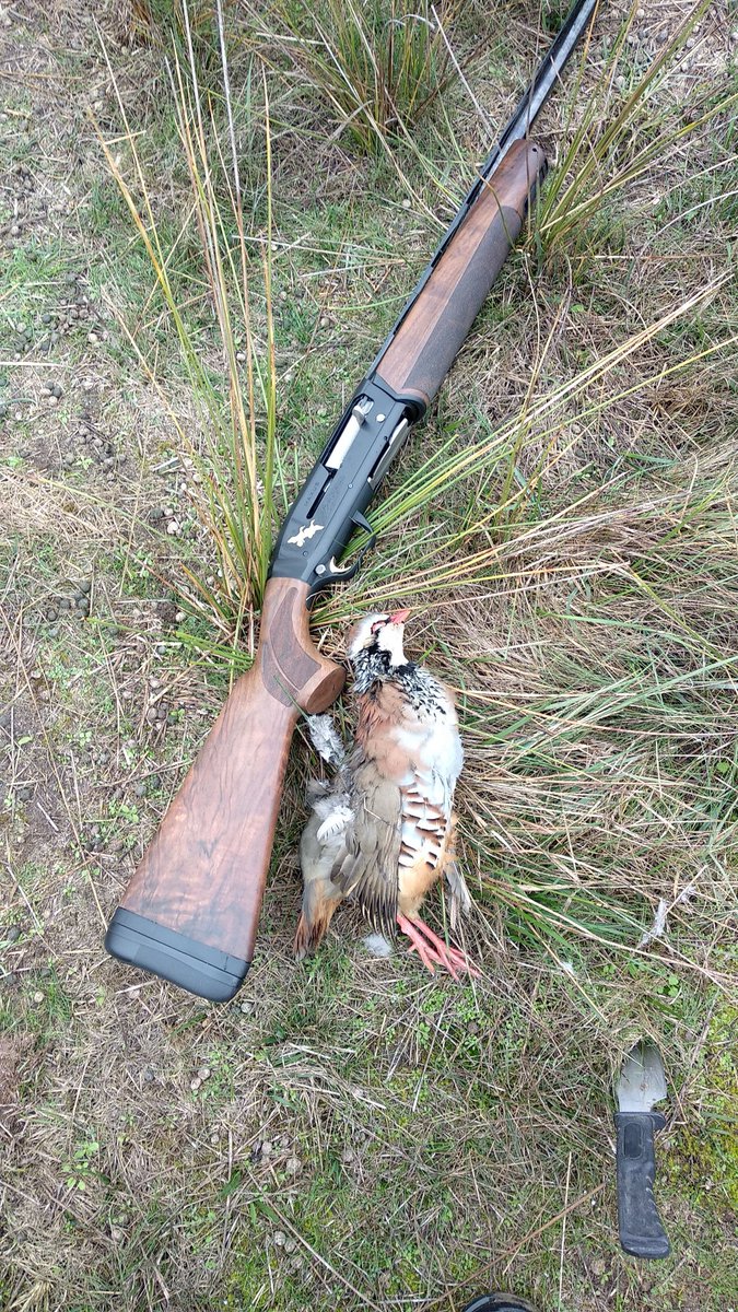 Primera perdiz con mi nueva browning.
