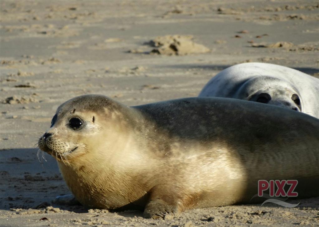 Dit jaar geen Zeeland kalender, sorry😥! Maar wel wat anders leuks. Zo bieden we nu o.a. leuke puzzels aan, superleuk voor de feestdagen👇!

pixz.nl/lifestyle/zeel…

ps; wil jij jouw eigen PIXZ op de puzzels? Check onze FB! 

#PIXZeeland #BlackFriday #Genieten #Feestdagen