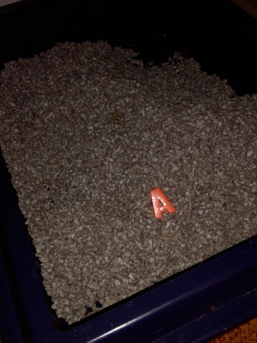 Foto von einem Katzenklo mit einem Plastik-"A" darin