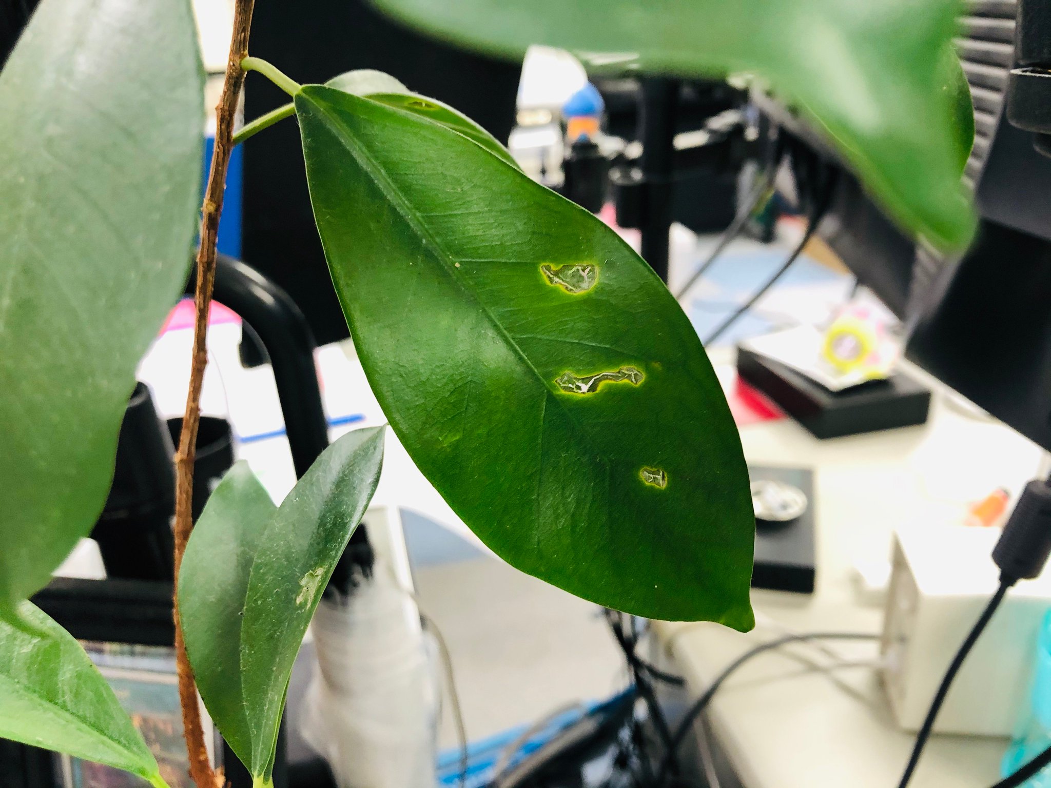 青木防災 公式 Auf Twitter 被害状況 観葉植物の葉っぱに虫が食べたような跡が確認されます