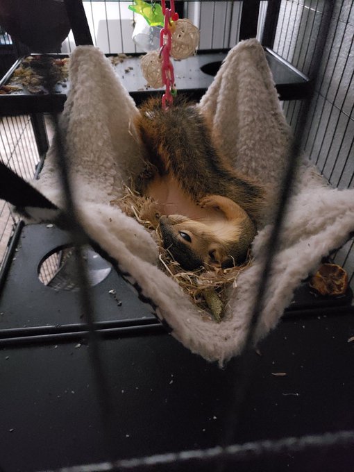 Suppose to release this little guy back where we found him sometime this week. I'm hoping he will adapt