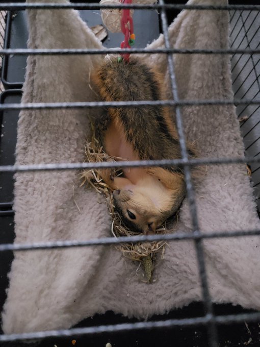 Suppose to release this little guy back where we found him sometime this week. I'm hoping he will adapt