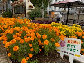 台東区公園課 Taito Park Twitterren 広徳公園の花壇は12月の上旬に植え替えを予定しています マリーゴールド の季節ももうそろそろおしまいですね 12月からの冬花壇はパンジーとスイートアリッサムです お楽しみに 広徳公園 秋花壇 マリーゴールド 冬