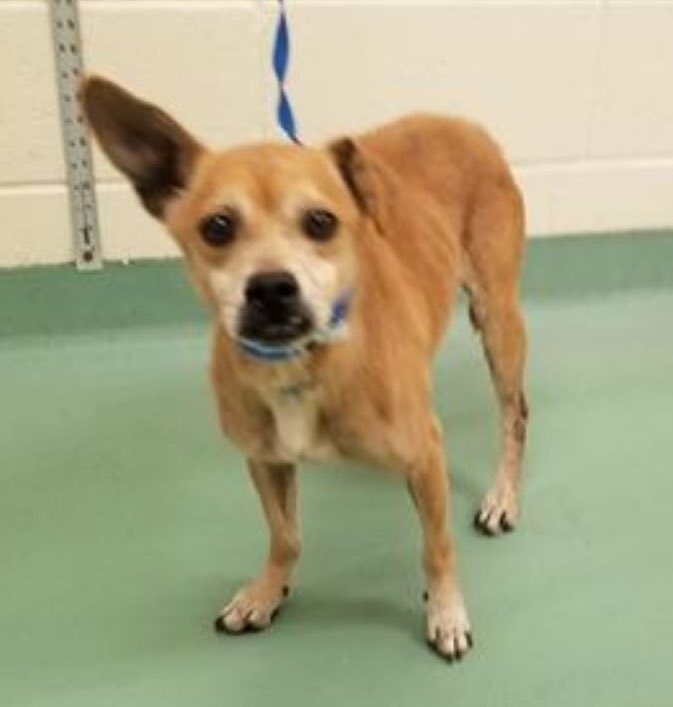 msMorgan1968's tweet photo. 🆘#TN #MEMPHIS🆘
🚨CONFISCATED BY POLICE-5yo #MAYEUX(M)hw+ #A319615 &amp; 6yo #SABAA(F)hw+ CAME IN WITH #RANI &amp; OWNERS ARRESTED FOR CRUELTY! These pups have had terrible lives &amp; are petrified-Plz Help #RESCUE #PLEDGE #FOSTER #ADOPT
https://t.co/zbF1wViMRR
https://t.co/Ep5ZwTfCqn https://t.co/WcgK9YpYtZ