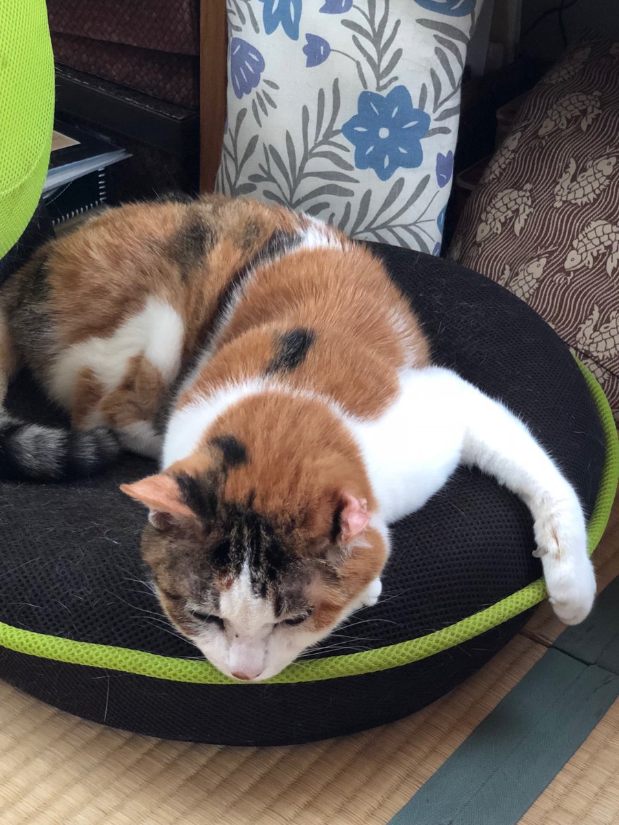 だるっとした猫。 