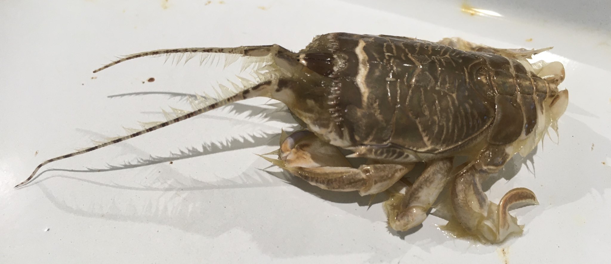 むろと廃校水族館 A Twitteren よくわからないカニいりますか と漁師さんに声をかけて頂いたので 頂戴しました 背中がヤシガニそっくりです クダヒゲガニっぽいですねぇ むろと廃校水族館 A Twitteren よくわからないカニいりますか と漁師さんに声をかけて頂いたので 頂戴しました 背中がヤシガニそっくりです クダヒゲガニっぽいですねぇ